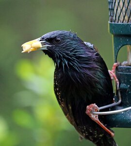 Feeding bird feeder photo
