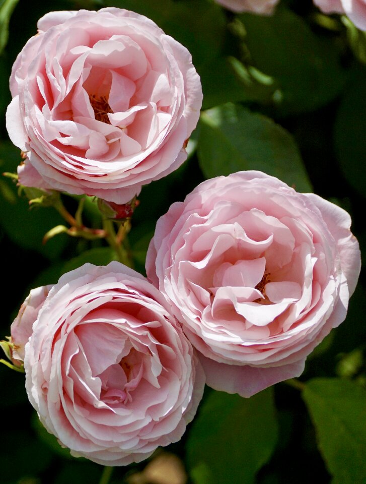 Rose bloom flowers blossom