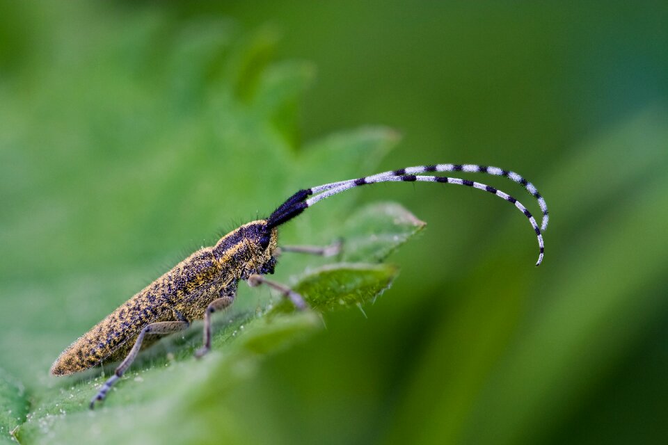 Nature macro close up
