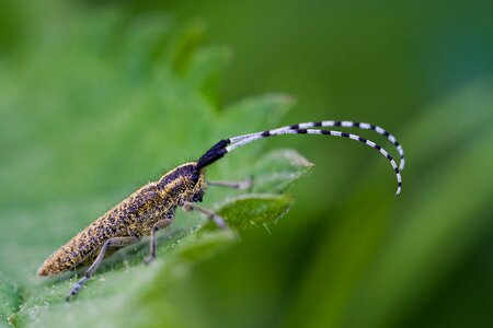 Nature macro close up photo