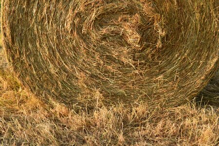 Agriculture harvested meadow photo