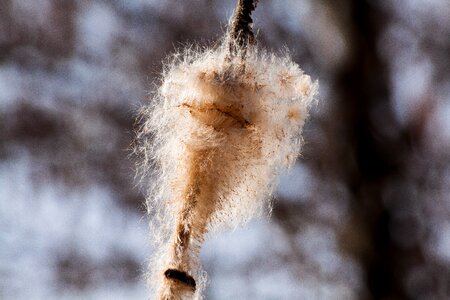Seeds kanonenputzer schlotfeger