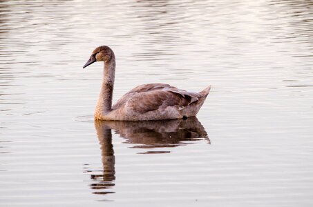 Bird majestic pond