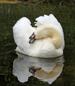 Water bird waterfowl