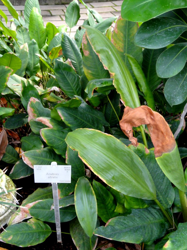 Anubias afzelii - Copenhagen Botanical Garden - DSC07960