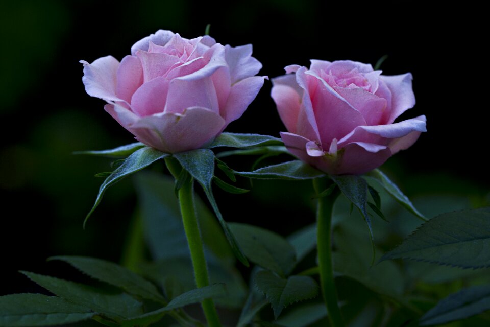 Nature plant flower photo