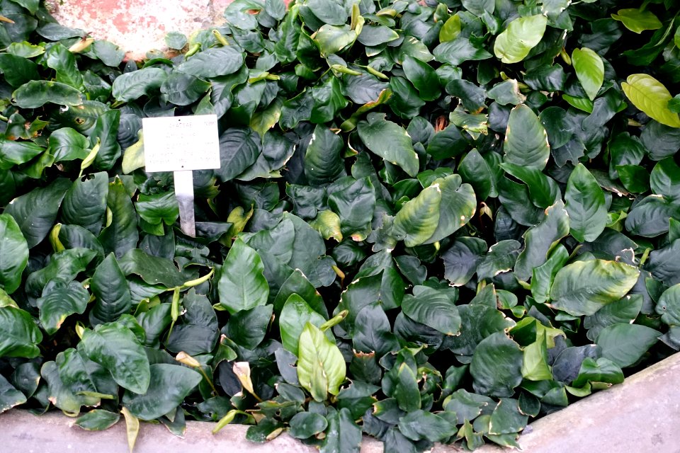 Anubias barteri var. nana - Botanischer Garten - Heidelberg, Germany - DSC01278