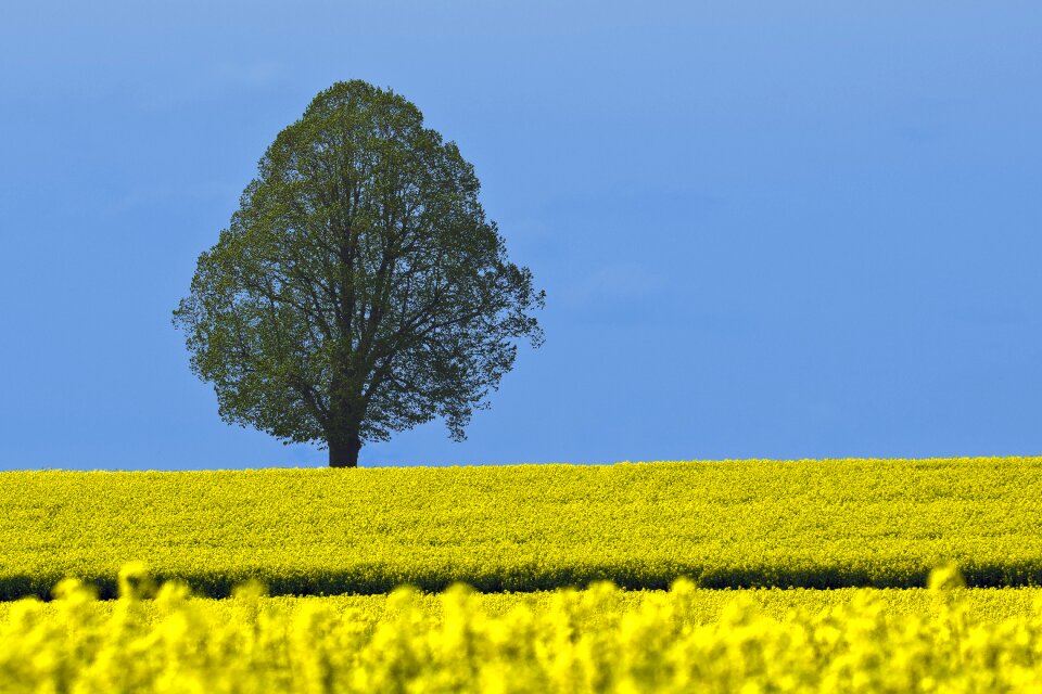 Nature landscape summer