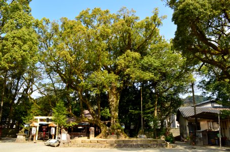 Aoi Aso-jinja, kusunoki photo