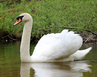 Bird waterfowl white