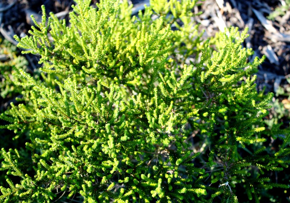 Anysboegoe herb - Agathosma cerefolium - South Africa 3
