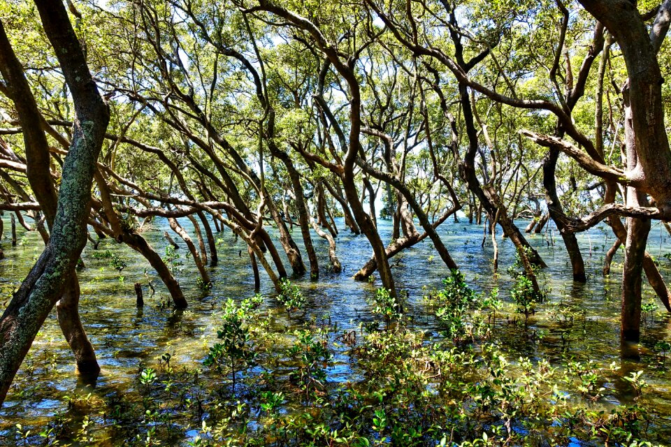 Green wetland reserve
