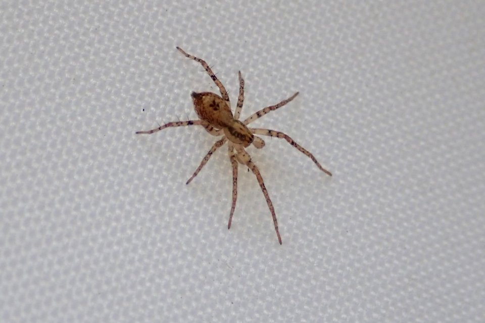 Anyphaena accentuata 56450663