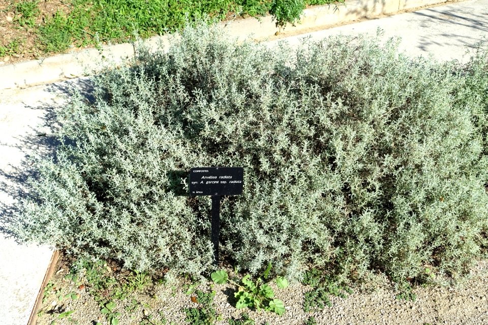 Anvillea garcinii subsp. radiata - Jardín Botánico de Barcelona - Barcelona, Spain - DSC09196