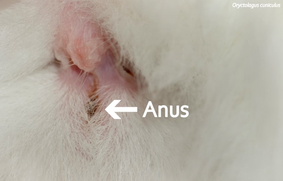 Anus of Oryctolagus cuniculus