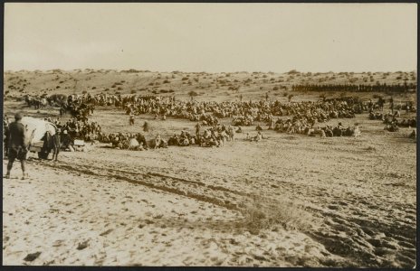 Anzac mounted escort handing over Magdbaba prisoners to Infantry, at Kilo 139, Bestanddeelnr 158-2729