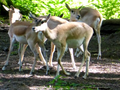 Antilope-cervicapra-4