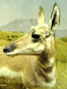 Antilocapra americana - Finnish Museum of Natural History - DSC04664