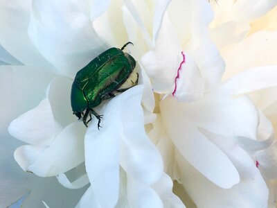 Insect beetle nature