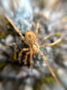 Anyphaena accentuata 108388836
