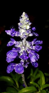 Purple flowers purple seer's sage photo