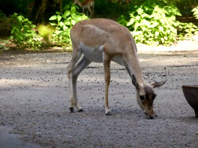 Antilope-cervicapra-3