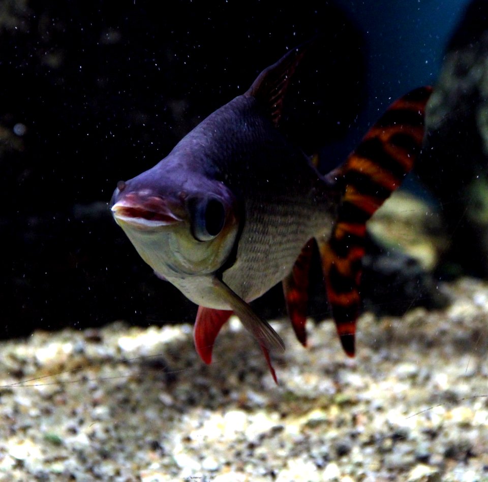 Aquarium tropical de Pierrefitte-Nestalas 03082018 Semaprochilodus 2