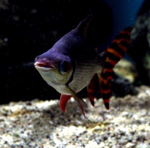Aquarium tropical de Pierrefitte-Nestalas 03082018 Semaprochilodus 2
