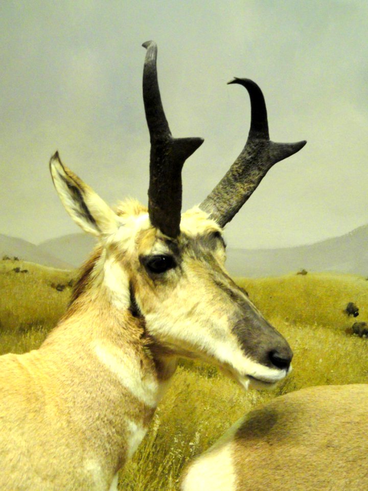 Antilocapra americana - Finnish Museum of Natural History - DSC04663
