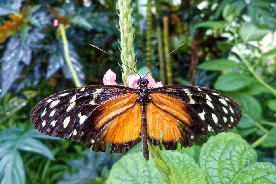 Butterfly mainau lake constance