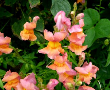 Antirrhinum majus-Flowers pink and yellow-Jardin des Plantes de Paris