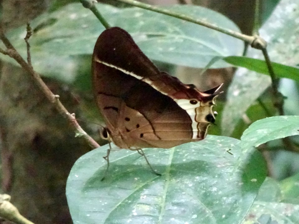 Antirrhea philaretes lindigii 58801580