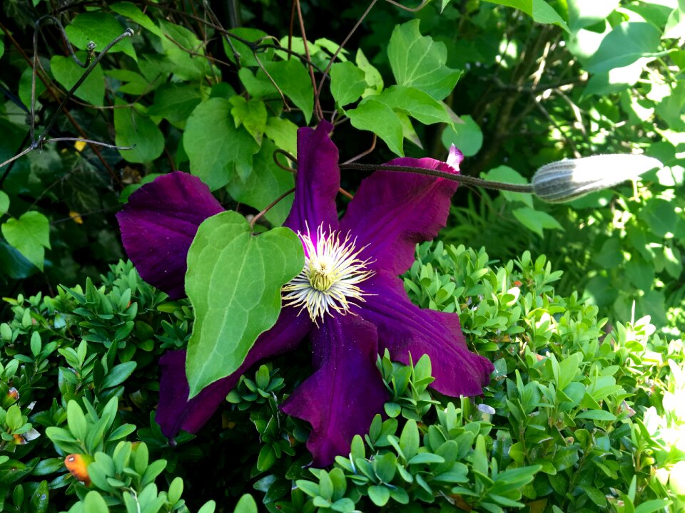 Blossom bloom flower