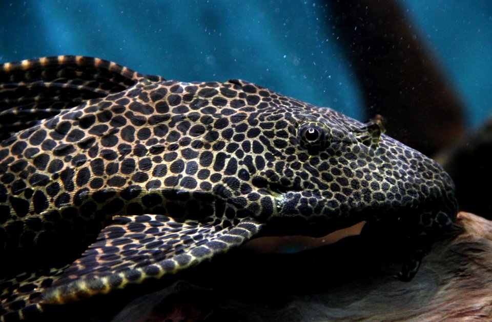Aquarium tropical de Pierrefitte-Nestalas 03082018 Pléco 2