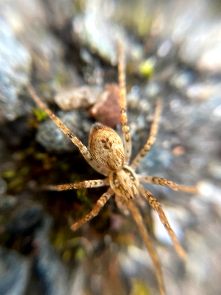 Anyphaena accentuata 108388833