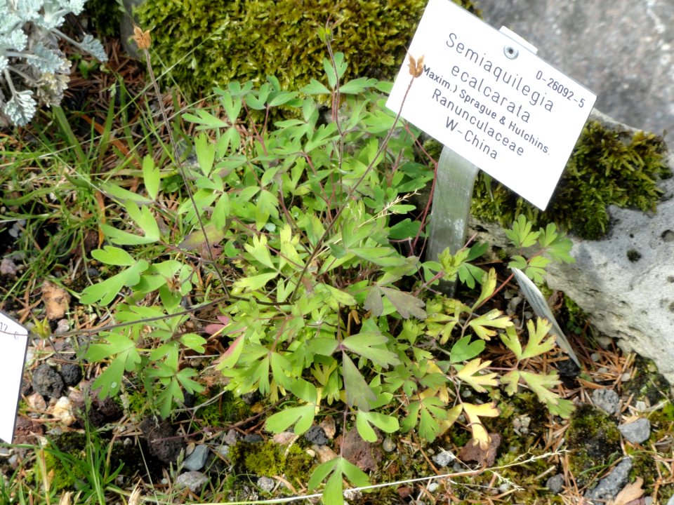 Aquilegia ecalcarata - Palmengarten Frankfurt - DSC01979