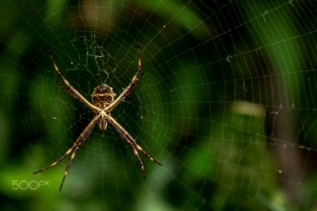 Araña Rigre (223261843)