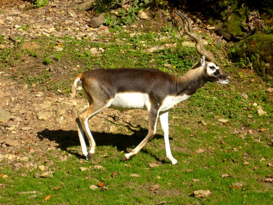 Antilope cervicapra