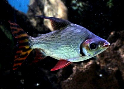 Aquarium tropical de Pierrefitte-Nestalas 03082018 Semaprochilodus 1