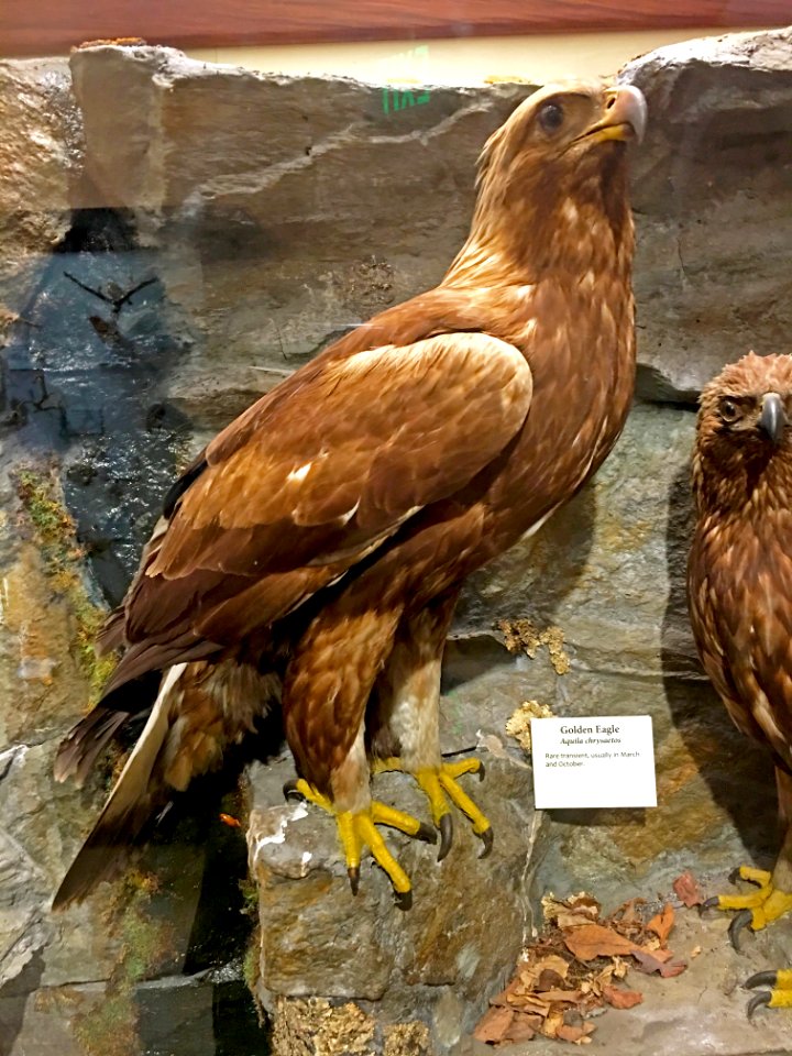 Aquila chrysaetos golden eagle IMG 2821