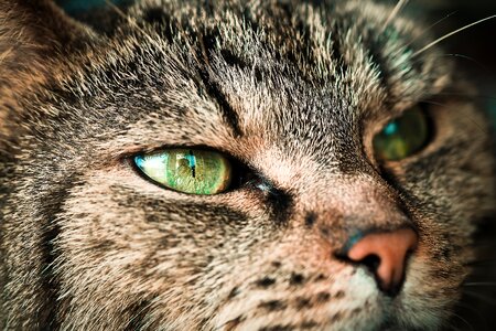 Domestic cat cat's eyes cat face photo