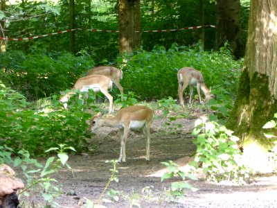 Antilope-cervicapra-2