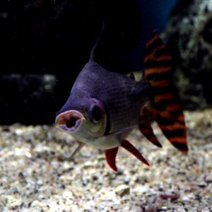 Aquarium tropical de Pierrefitte-Nestalas 03082018 Semaprochilodus 3