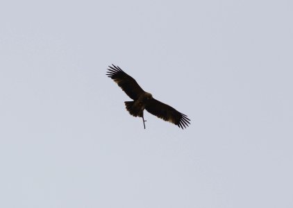 Aquila heliaca2