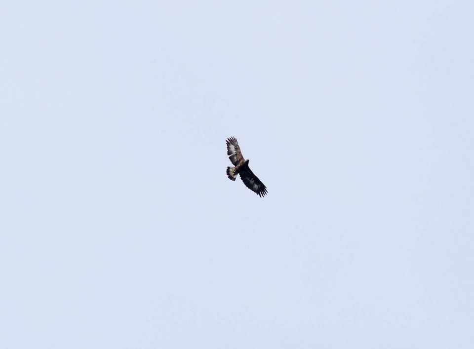 Aquila chrysaetos juv