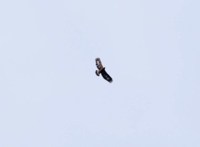 Aquila chrysaetos juv