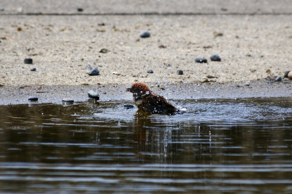 Wild birds pond water
