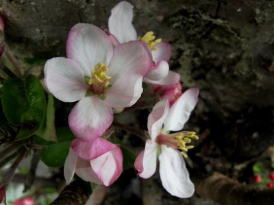 Apple Blossoms, 2020-04-23, Beechview