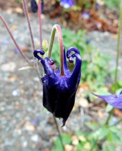 Aquilegia glandulosa petals photo