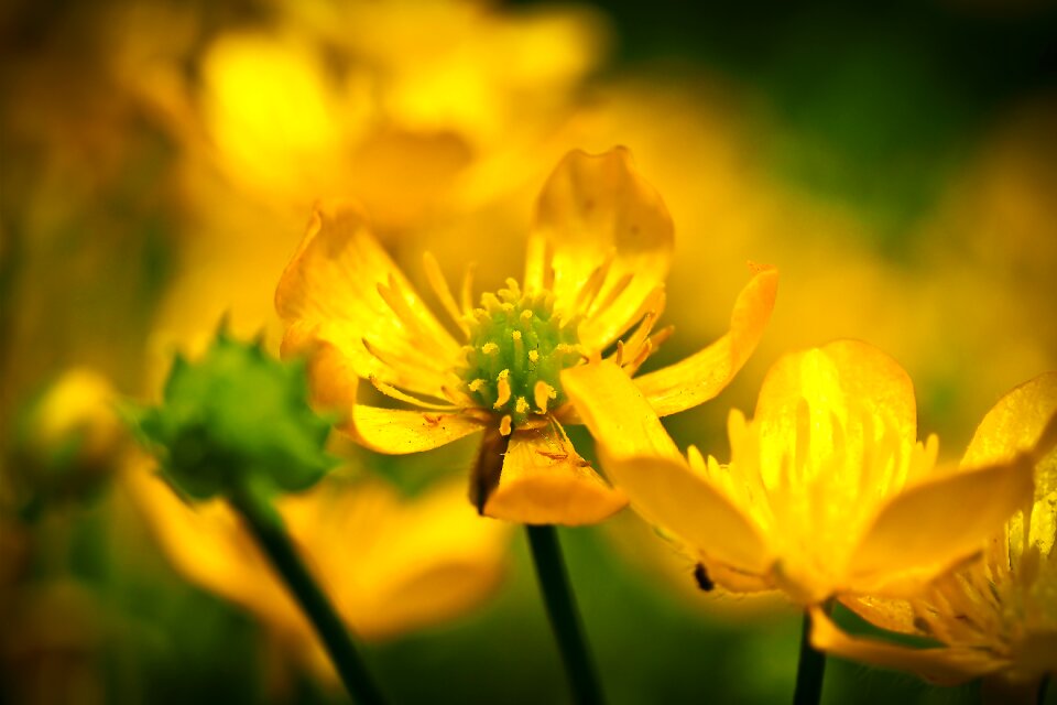 Blossom bloom nature